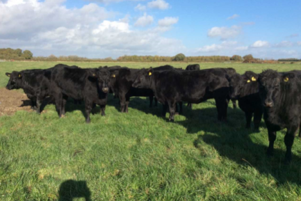 Buy ABERDEEN ANGUS CATTLE online