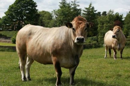 Buy AUBRAC CATTLE online