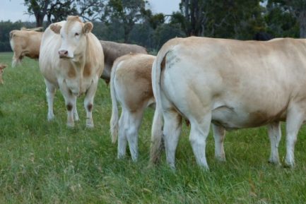 Buy BLONDE D'AQUITAINE CATTLE online