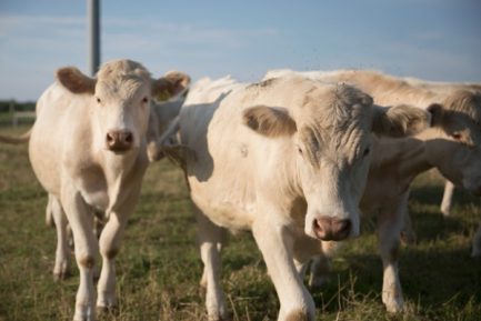 Buy CHAROLAIS CATTLE online