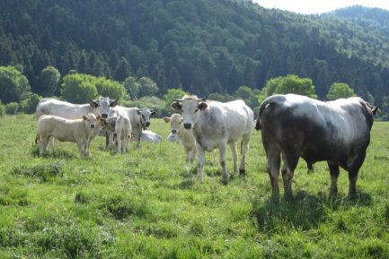 Buy GASCON CATTLE online