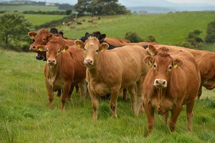 Buy LIMOUSIN CATTLE online