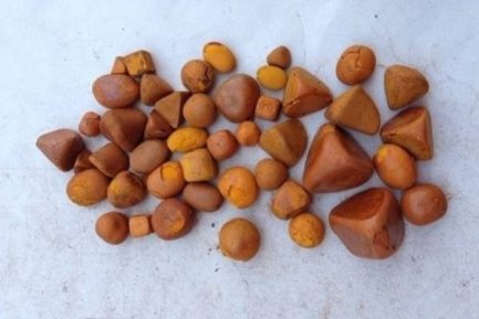 Buy Ox Cow Gallstones online