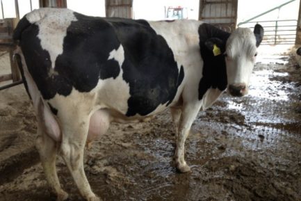 Buy PREGNANT HOLSTEIN HEIFERS AND OTHER DIARY CATTLE online