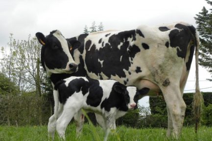 Buy PRIM’HOLSTEIN CATTLE online