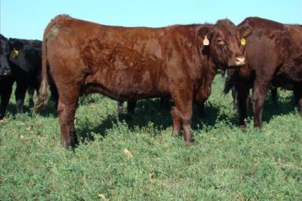 Buy SALERS CATTLE online