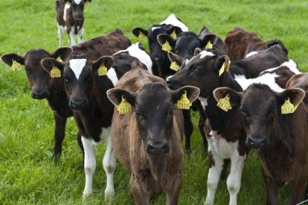 Buy WEANED CALVES online