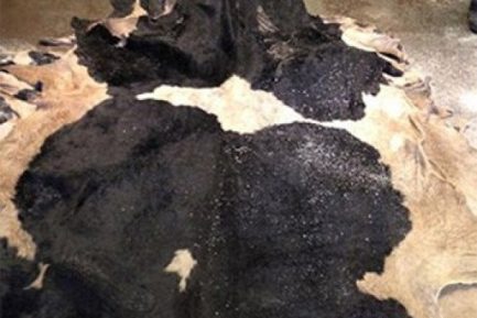 Buy Wet salted Cow Hides online